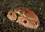 32_Boxcrab