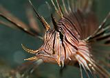 35_Lionfish