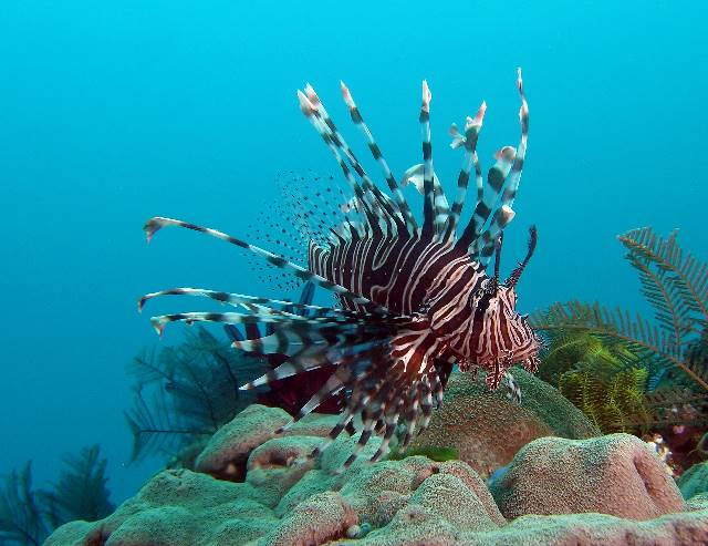 Lionfish.jpg