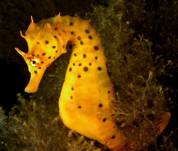 Pictures Of Seahorse - Free Seahorse pictures 