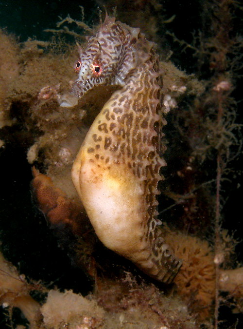 Pictures Of Seahorse - Free Seahorse pictures 