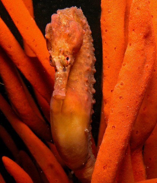 seahorse6