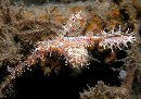 Ornate Ghostpipefish