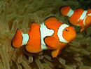 Mel playing with Anemonefish