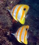 Butterflyfish