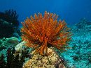 Featherstar on Cyclone Reef