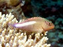 Ring eyed Hawkfish