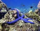 Blue Sea Star