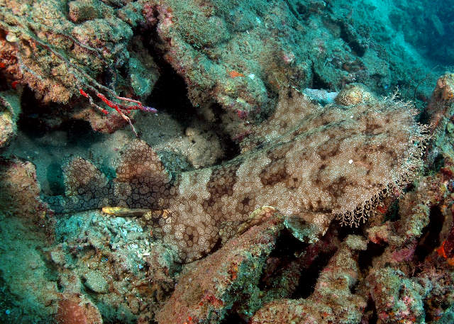 http://www.daveharasti.com/articles/speciesspotlight/images/Tasselled_Wobbegong.jpg