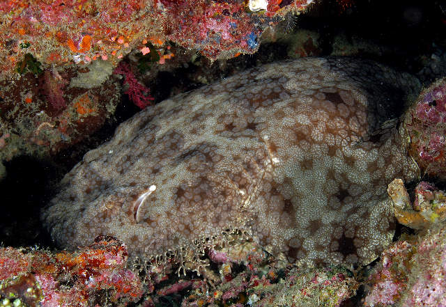 Wobbegong Facts