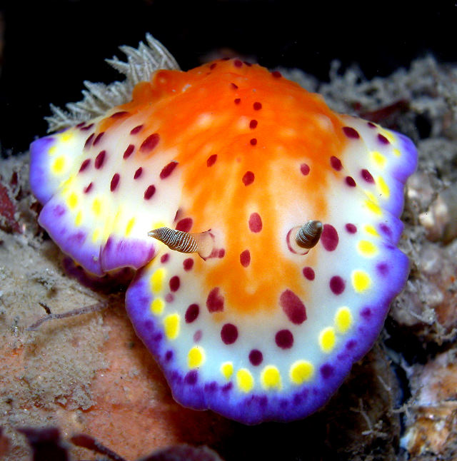 chromodoris