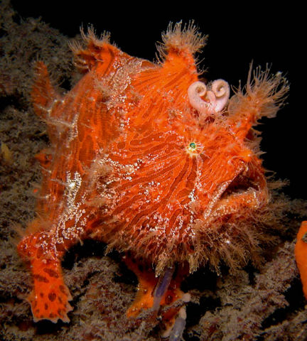 Pictures Of Anglerfish - Free Anglerfish pictures 