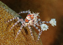 Boxer crab at Siladen Island