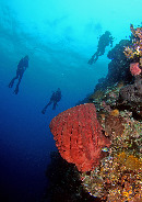 Divers on Bunaken Wall