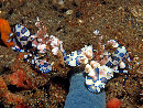 pair of Harlequin Shrimp at Police Pier in Lembeh Strait