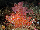 Pair of Rhinopias at Lembeh