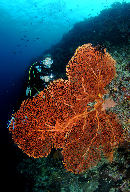 Suzanne and large gorgonian at Bunaken