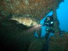 Estuary Cod on the Karma
