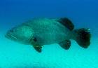 Giant Queensland Groper