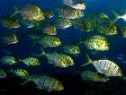 Golden Trevally  on the Saint Paul