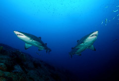 Pair of Grey Nurse Sharks at Fish Rock