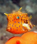 A Guide to using the CP5000 Underwater 