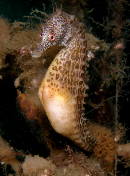 Hippocampus abdominalis