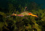 Weedy Sea Dragon