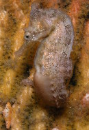 White's Seahorse