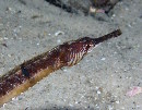 Tiger Pipefish