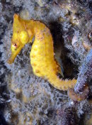 Hippocampus whitei