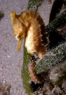 Hippocampus whitei