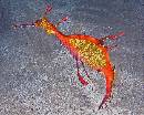 Weedy Seadragon