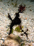 Ornate Ghost Pipefish