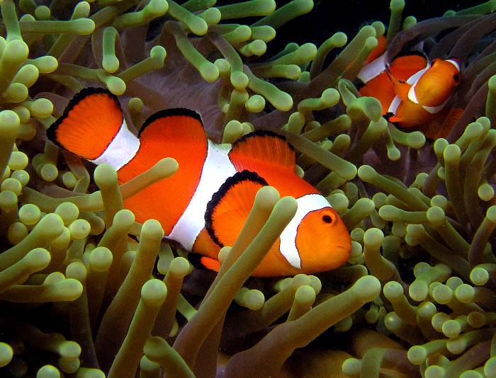 Pictures Of Clown Anemonefish - Free Clown Anemonefish pictures 