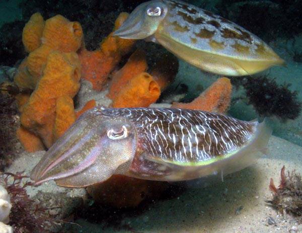 eye diagram for kids. Cuttlefish+eye+diagram