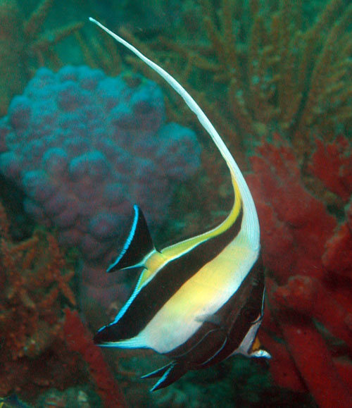 (Moorish Idol)