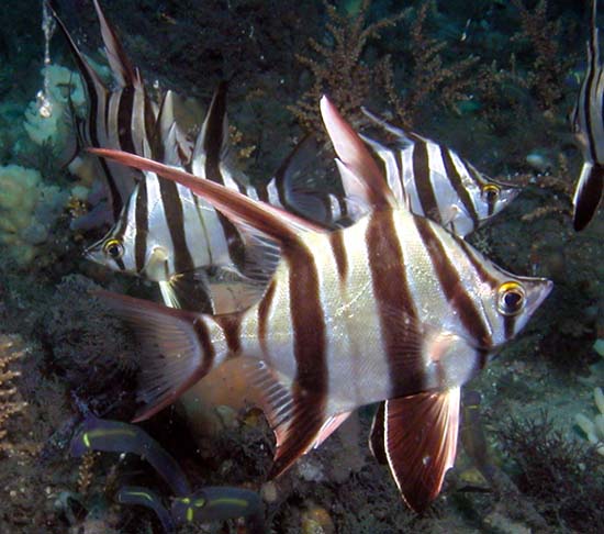 enoplosus_armatus.jpg