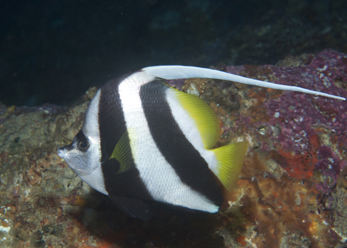 pictures of fishes in ocean. heniochus fishes in ocean