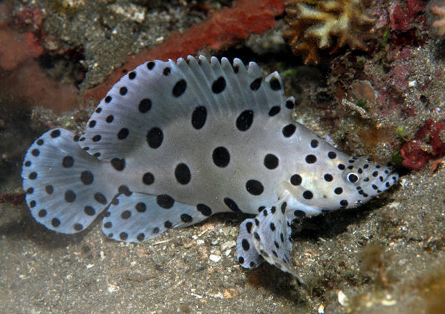 Bangka/20-Baramundi cod